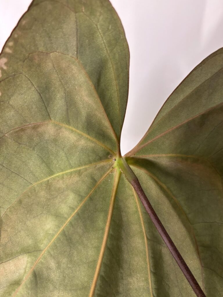 Help, is this pest/scale or salt buildup?
