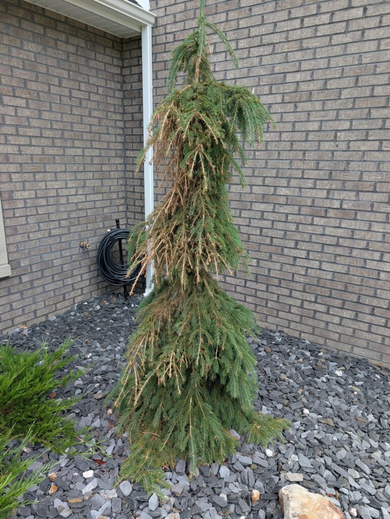 What is wrong with this weeping white spruce and skyrocket?