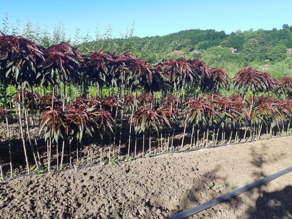 Grafted mini peach tree with red leafs