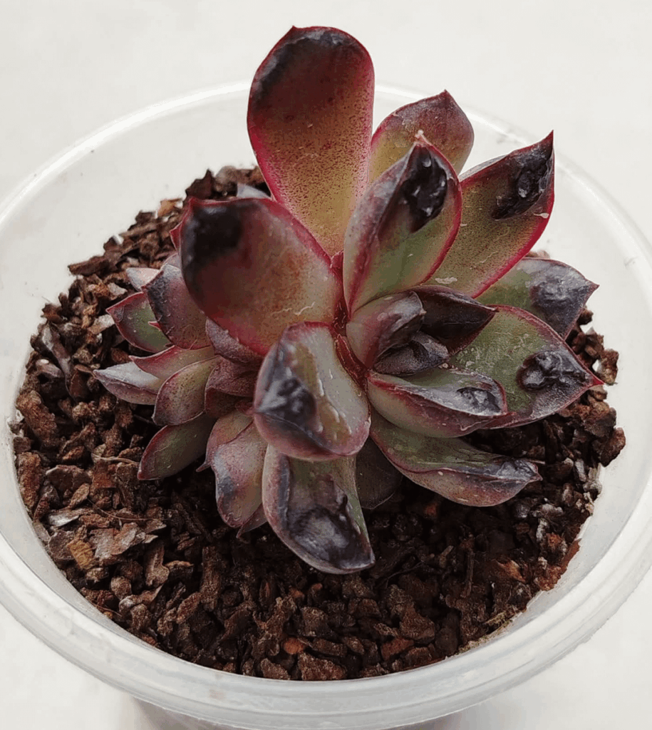 E. Pulidonis carunculata