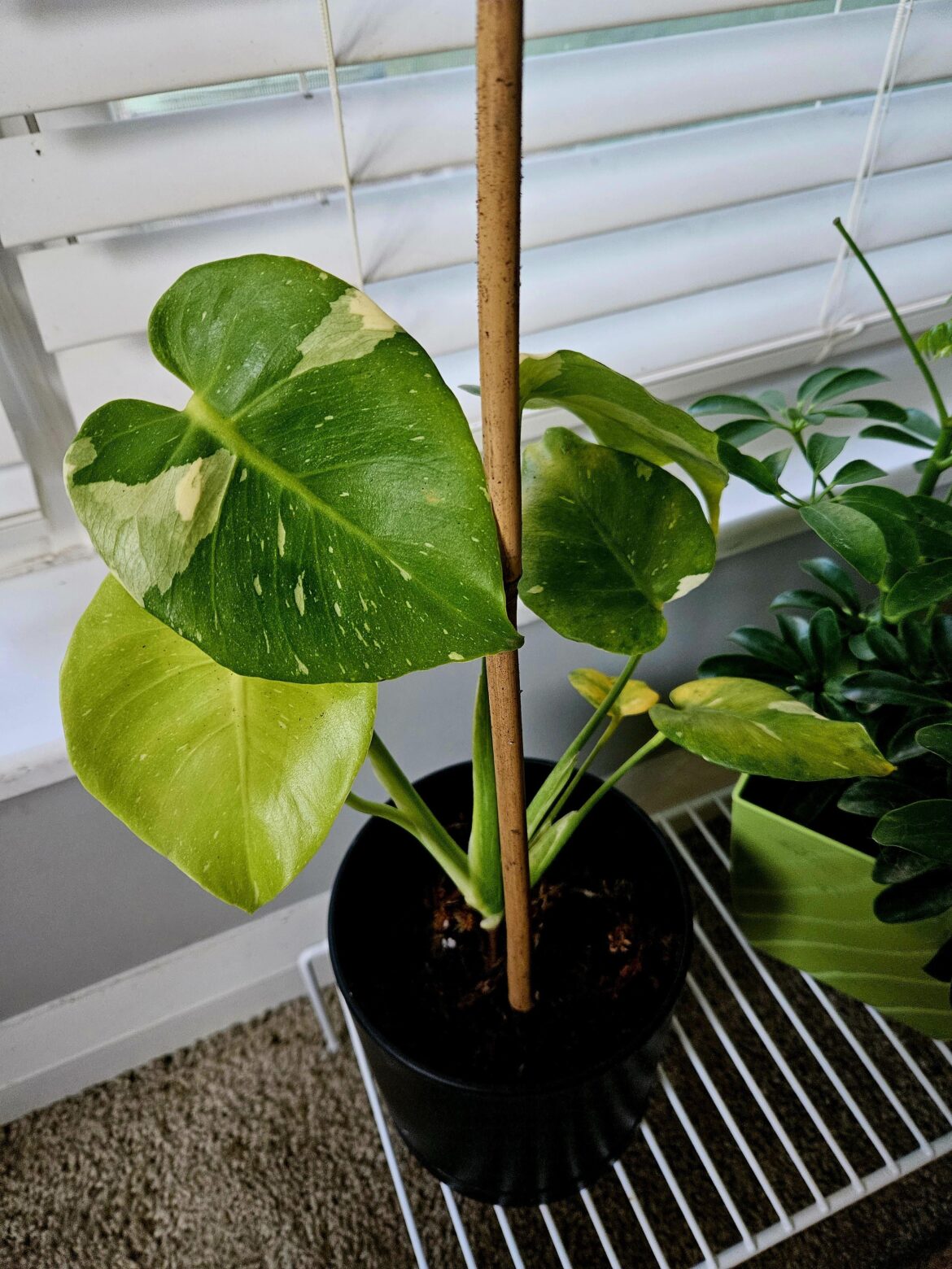 Lemon/lime monstera?