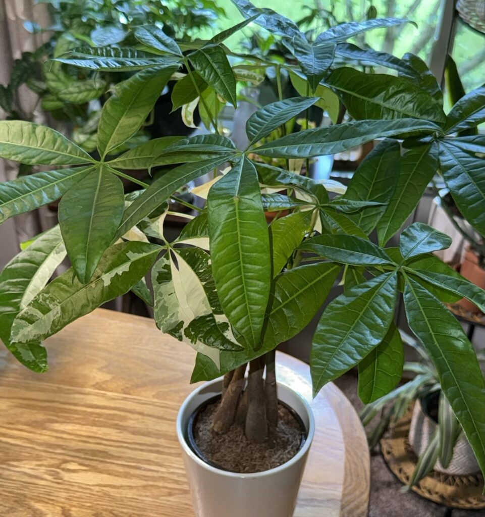 Variegated Money Tree