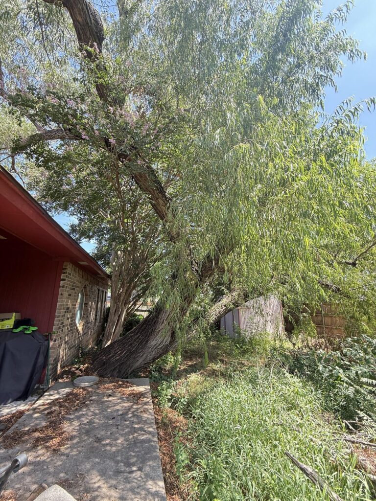 Is this tree sick or hurting my foundation? Is this tree sick or hurting my foundation?