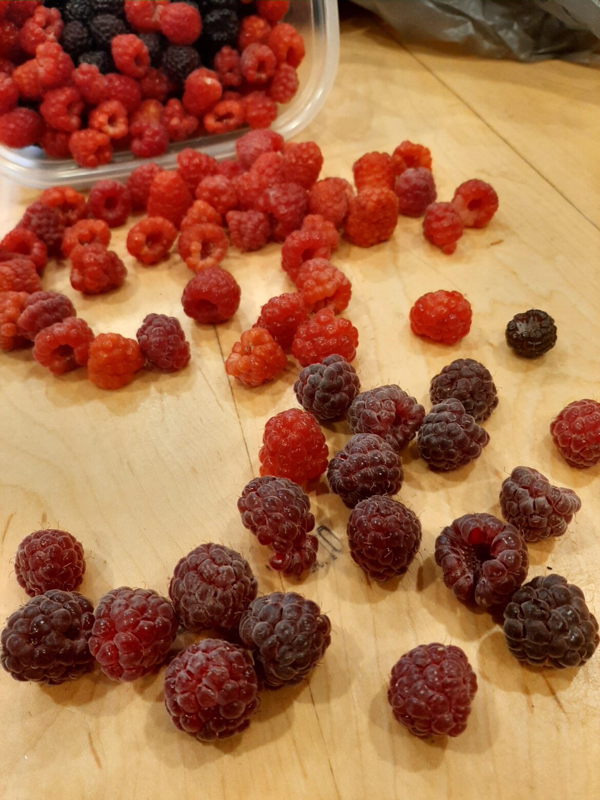 Purple royalty vs Reds (unknown)