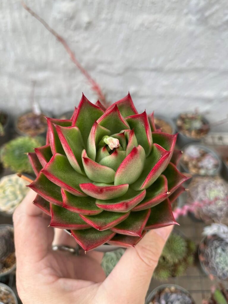Unnamed hybrid.