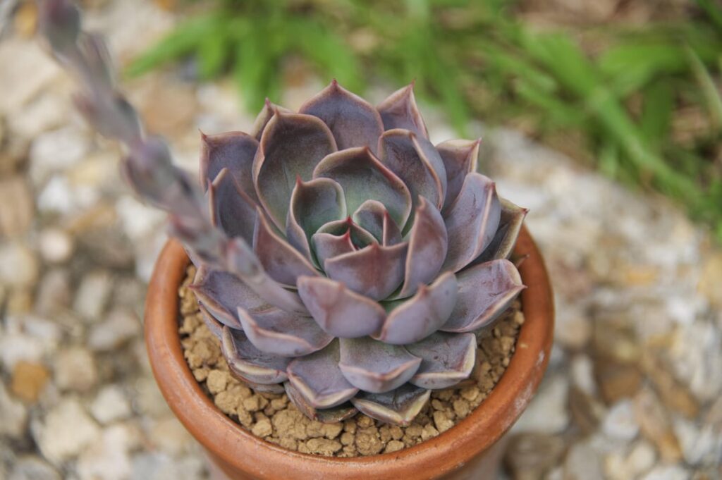 Alright y’all, she’s finally in bloom. Help me ID this hybrid! Alright y’all, she’s finally in bloom. Help me ID this hybrid!