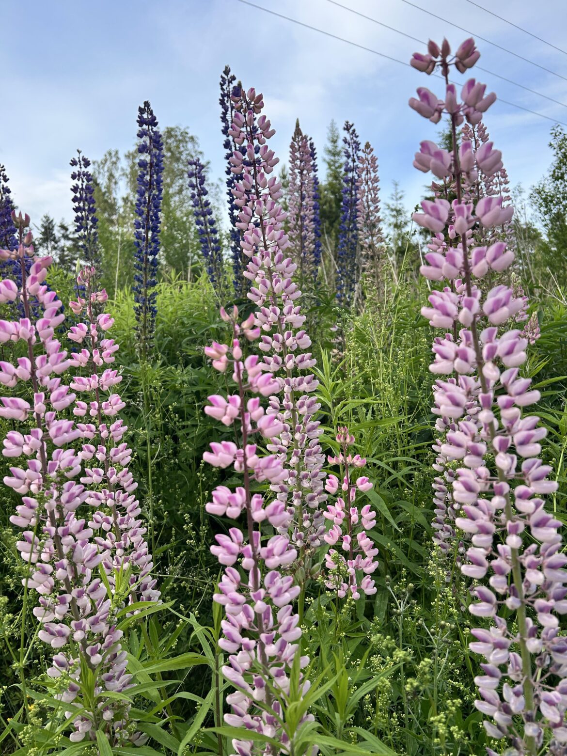 Stopping by at these roadside lupines