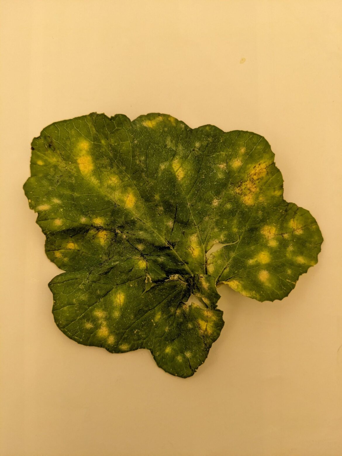 What’s going on with my mom’s cucumber plant? What's going on with my mom's cucumber plant?