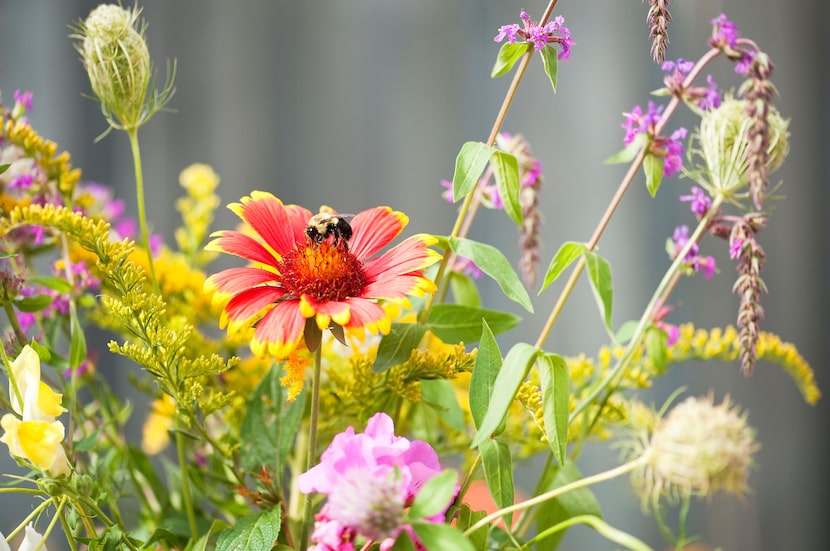 Coneflowers will add vibrant color and draw pollinators to your yard.