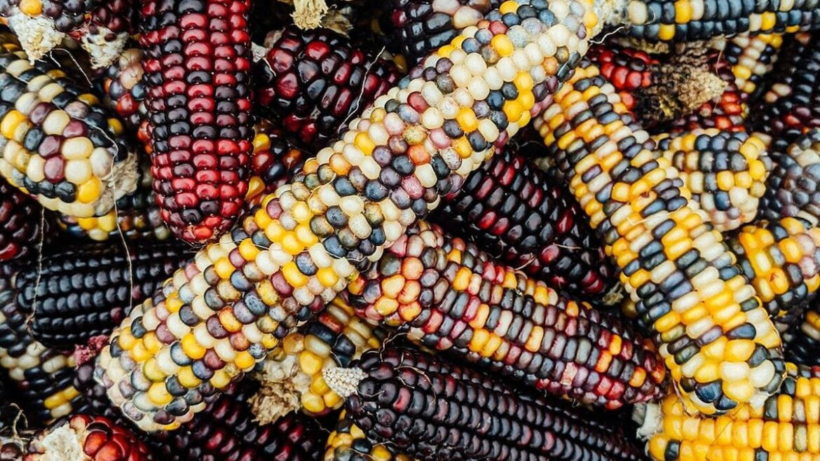 Kem Ormond’s vegetable garden: How to grow gourds and coloured corn