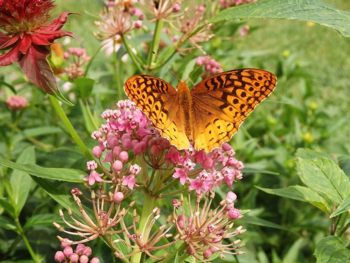 Pollination 101: How Flower Pollination Works
