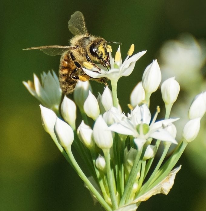 Bnbbyc17patriciamarshall, pollination