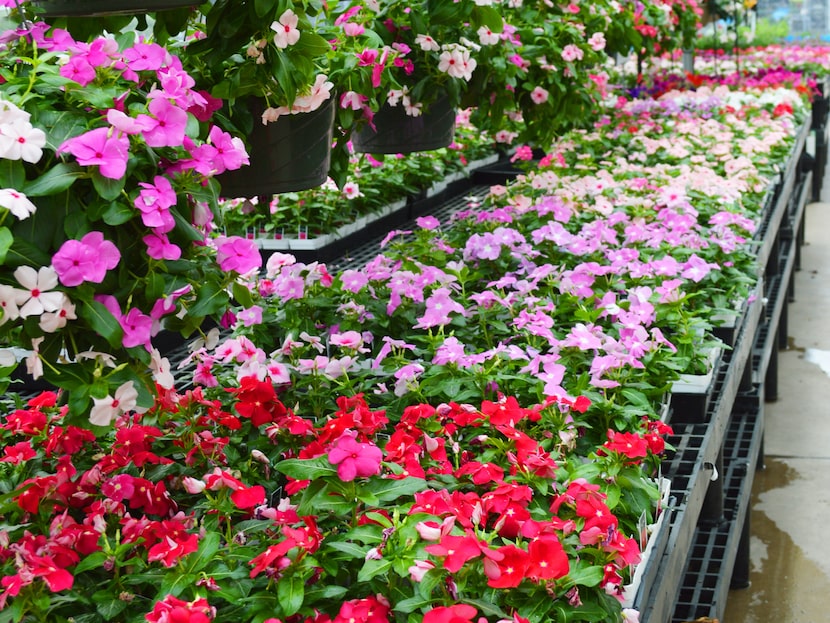 Rows of small flowers in flats of pots lined up in a garden center