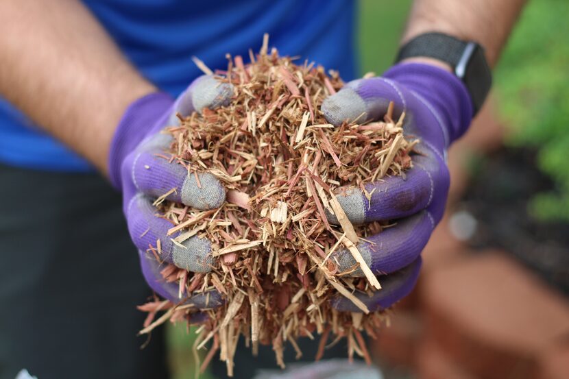 Gloved hands holding hardwood mulch