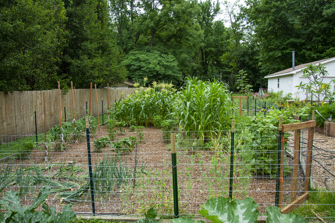Tips for getting landscape plants through summer Learn what to look for and how to maintain backyard gardens, porch plants, and landscapes during the summer months. (Photo by Ken Johnson, Illinois Extension)