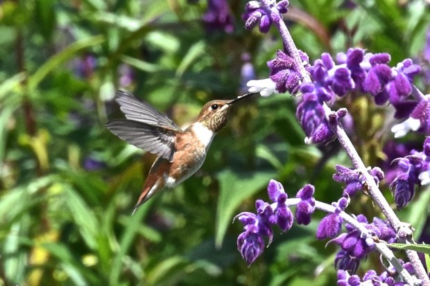 North Coast Gardening | Attracting hummingbirds to your garden – Times-Standard North Coast Gardening | Attracting hummingbirds to your garden – Times-Standard