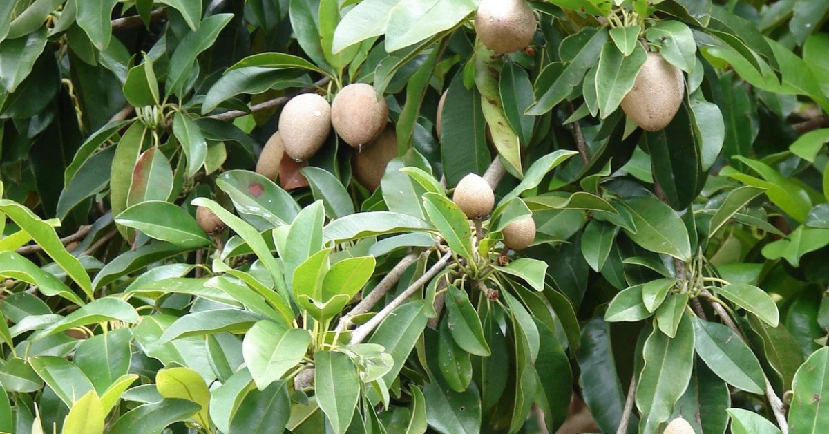 Chikoo prefers slightly acidic to neutral soil, so make sure it is prepared accordingly; Picture source: Mahindra Nursery