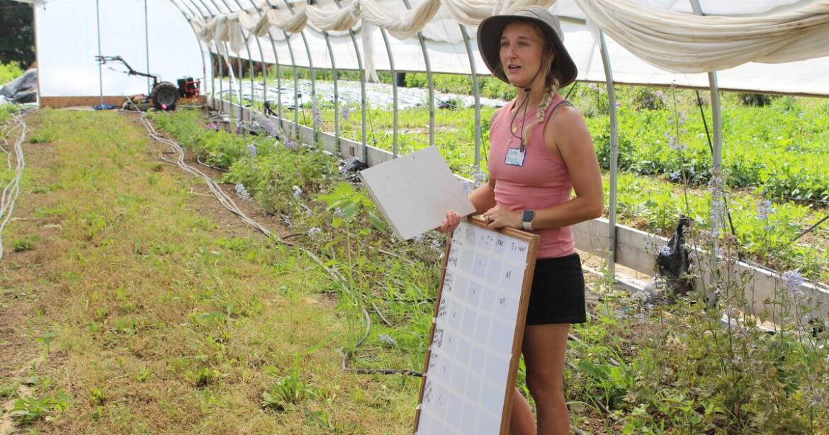 Farmers utilize small acreage to develop flower, vegetable businesses – AgriNews Farmers utilize small acreage to develop flower, vegetable businesses – AgriNews