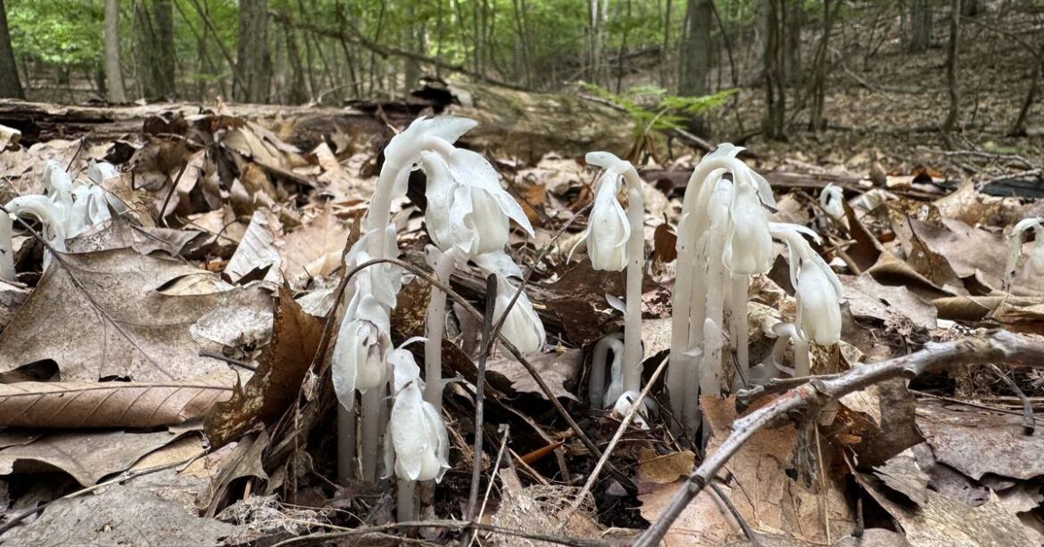 Ghost of a Plant – Shaw Local