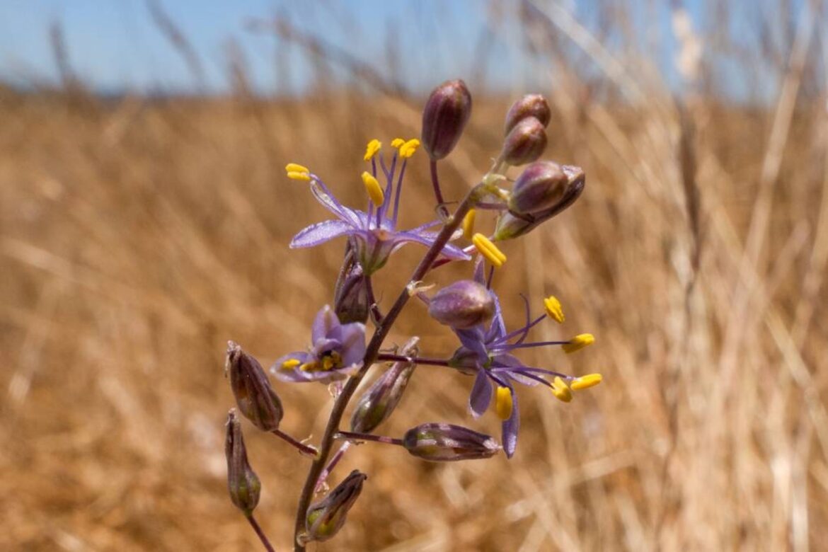 Scientists thrilled after finding elusive ‘tiny mystery’ flower thriving in unexpected location: ‘There’s still hope’ Scientists thrilled after finding elusive 'tiny mystery' flower thriving in unexpected location: 'There’s still hope'