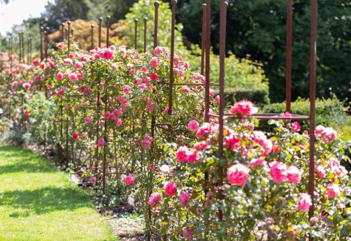 Flower and garden show returns to Belvoir Castle, near Grantham, for 8th year