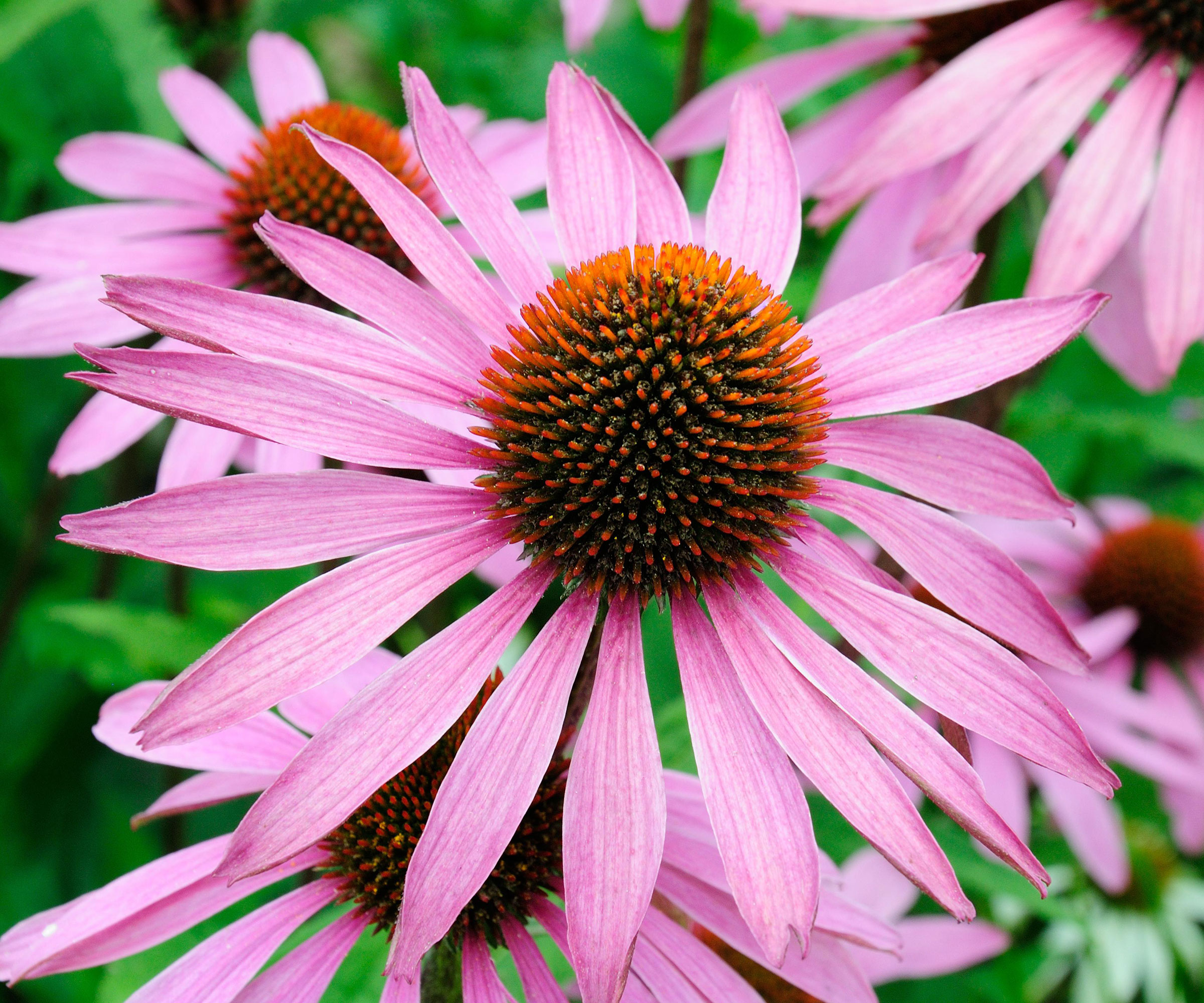 coneflower variety Magnus in late summer display