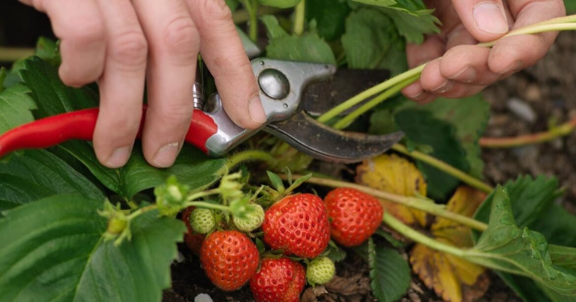 Gardening tools that will last a lifetime if treated right – The Irish Times Gardening tools that will last a lifetime if treated right – The Irish Times