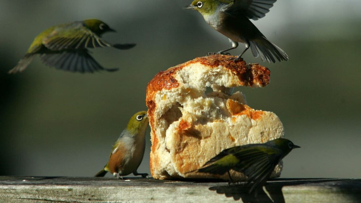 NZ Garden Bird Survey: Join Aotearoa’s longest-running citizen science project – Editorial NZ Garden Bird Survey: Join Aotearoa’s longest-running citizen science project – Editorial