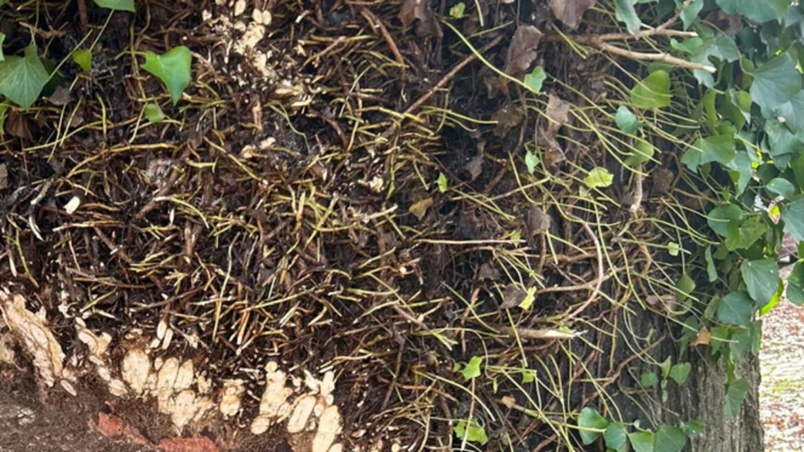 ‘I spent my afternoon hacking away’ "I applaud you for spending the effort."