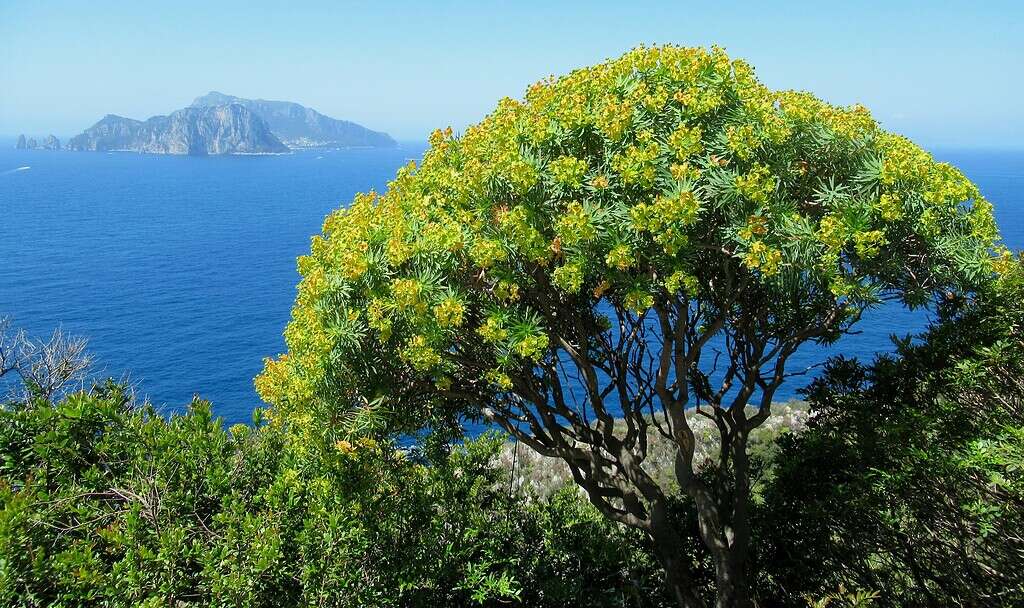 Euphorbia tree