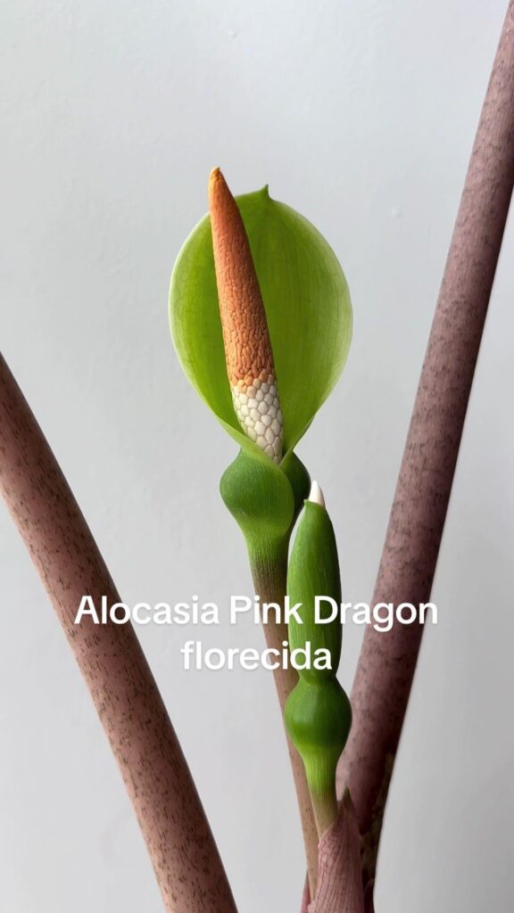Alocasia pink dragon