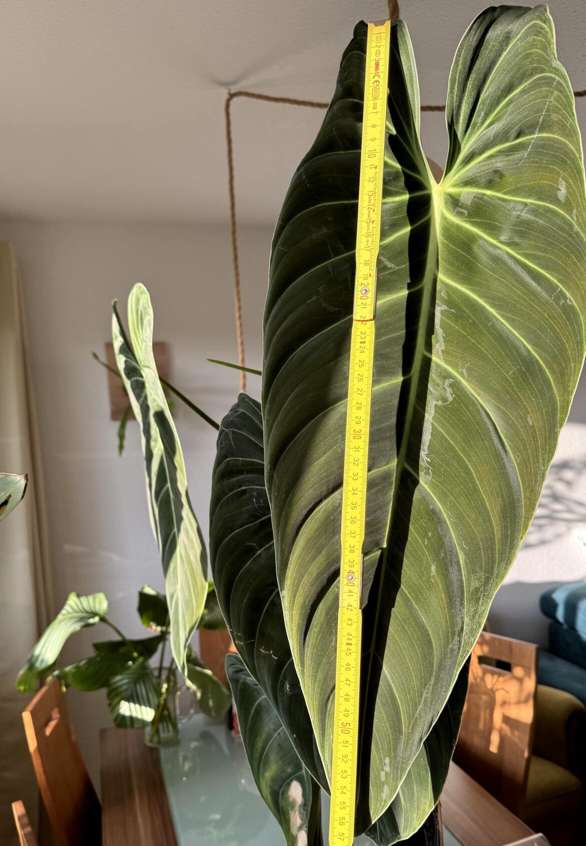 Latest Melanochrysum Leaf