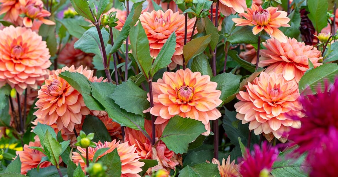 My dahlias are struggling this summer My dahlias are struggling this summer