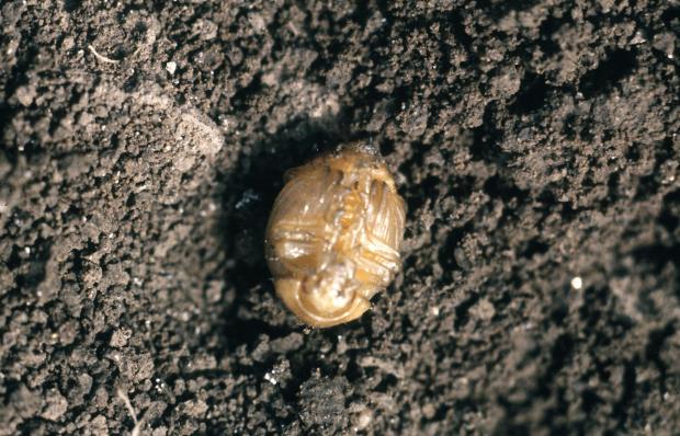 This 2004 image provided by Bugwood.org shows a Colorado potato...