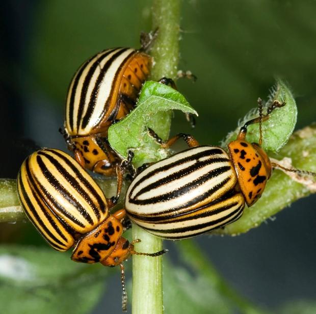 This 2007 image provided by Bugwood.org shows three adult Colorado...