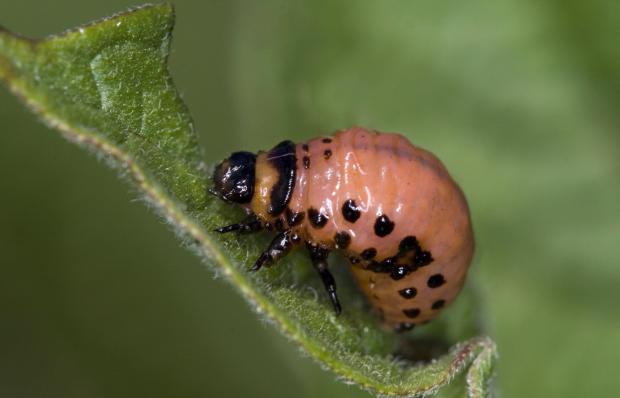 This 2007 image provided by Bugwood.org shows a Colorado potato...