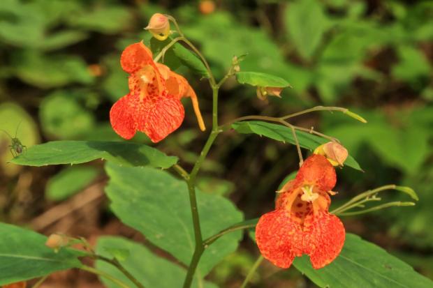 This Sept. 23 2015, image provided by Lady Bird Johnson Wildflower Center shows native jewelweed (Impatiens capensis) blooming on Wine Spring Bald at Nantahala National Forest, N.C. (Alan Cressler/Lady Bird Johnson Wildflower Center via AP)