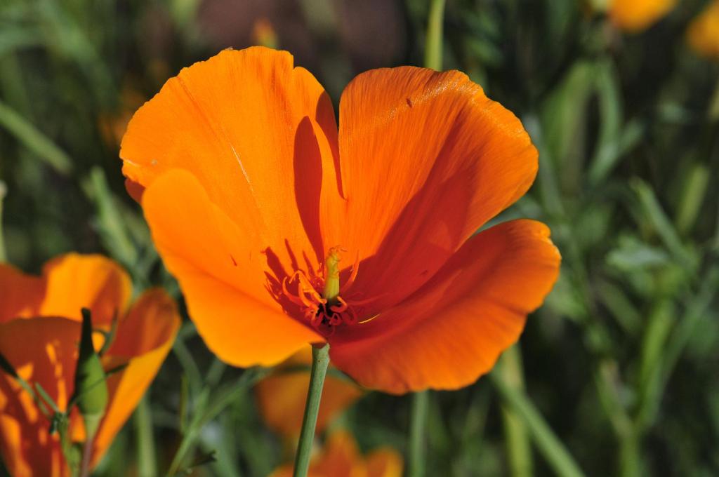 Annuals are the forgotten native plants. Here are 7 worth adding to the garden Annuals are the forgotten native plants. Here are 7 worth adding to the garden