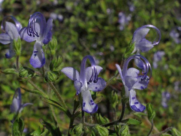 This Oct. 16, 2011 image provided by Lady Bird Johnson Wildflower Center shows the native annual plant blue curls (Trichostema dichotomum) in bloom at Fall Line Sandhills Natural Area in Taylor County, Ga. (Alan Cressler/Lady Bird Johnson Wildflower Center via AP)