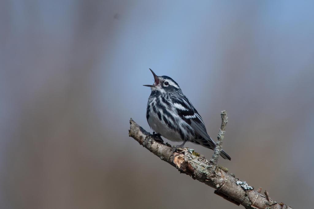 Why reducing outdoor noise is good for your garden and local wildlife – The Mercury News Why reducing outdoor noise is good for your garden and local wildlife – The Mercury News