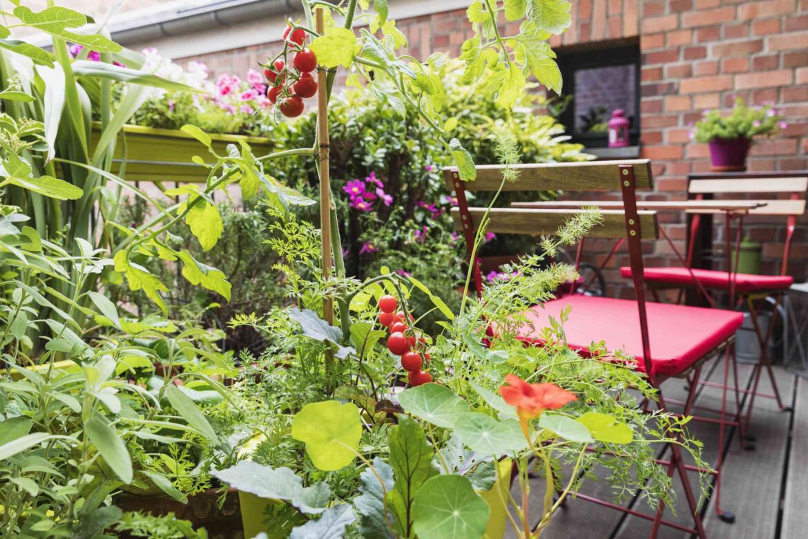 How to Start and Grow a Kitchen Garden How to Start and Grow a Kitchen Garden