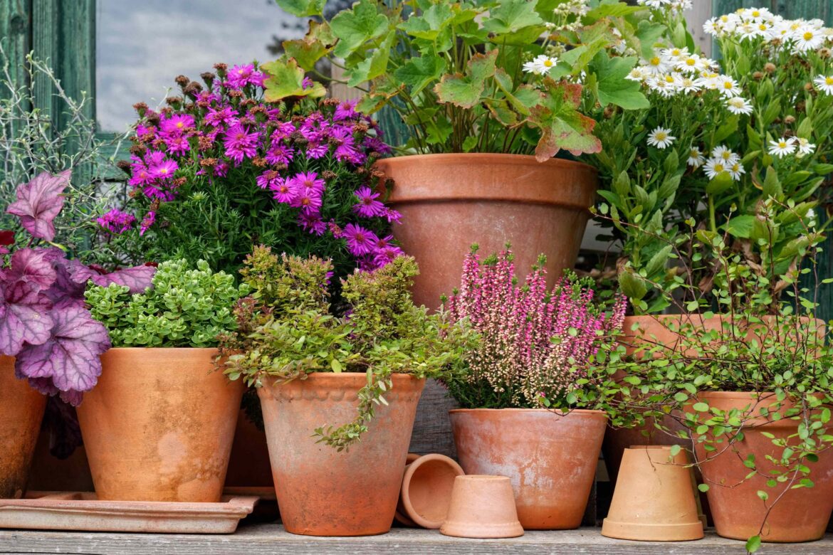 4 Plants You Should Never Plant in a Terracotta Pot, Pros Say