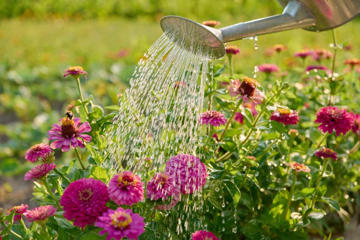 Why Watering Your Garden at This Time Wastes Water and Money Why Watering Your Garden at This Time Wastes Water and Money