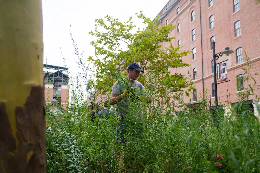 This secret garden at Camden Yards attracts the Baltimore oriole This secret garden at Camden Yards attracts the Baltimore oriole