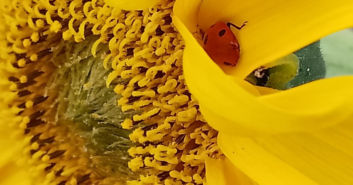 Gardenandgreen.co.uk: Window Box Wildlife! Gardenandgreen.co.uk: Window Box Wildlife!