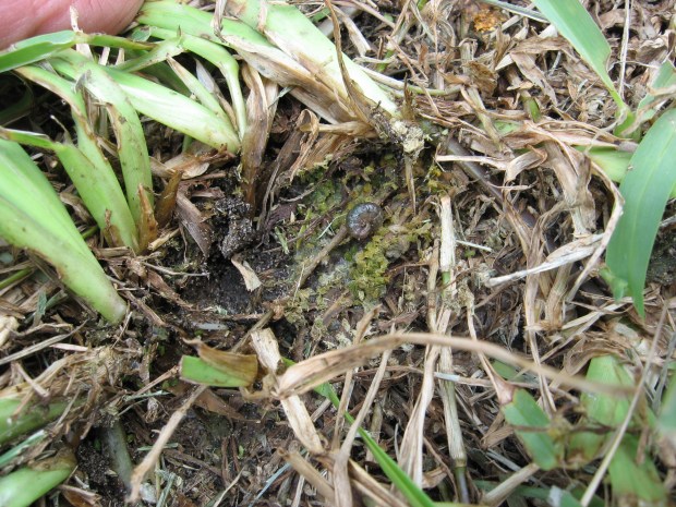 Chewing damage is your first hint night-feeding larva of sod webworms are present but hiding below during the daytime. Part the grass blades and look near the soil line among the runners. (Courtesy of Tom MacCubbin)