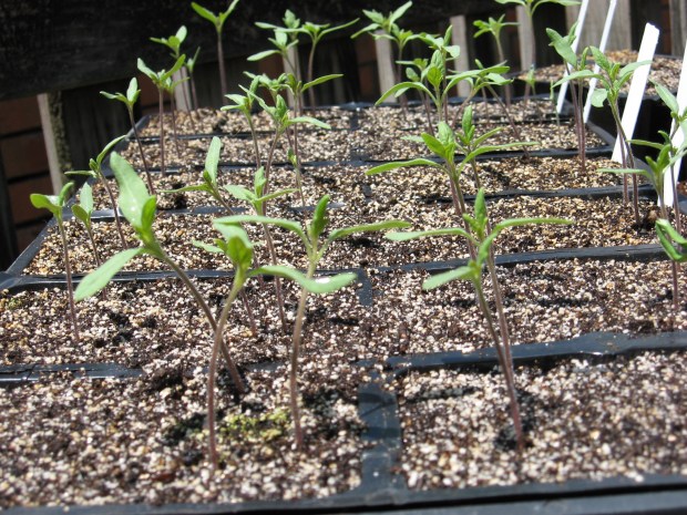 A majority of tomato plantings grow good shoots and foliage during summer but open few blooms or set fruits. (Courtesy of Tom MacCubbin)