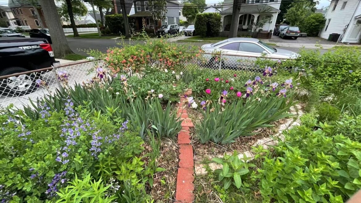 New Hyde Park resident, village clash over native garden New Hyde Park resident, village clash over native garden