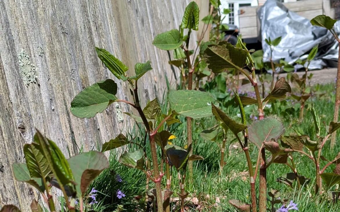 ‘I’m worried about it damaging the foundation’ "Pull, pull, pull."