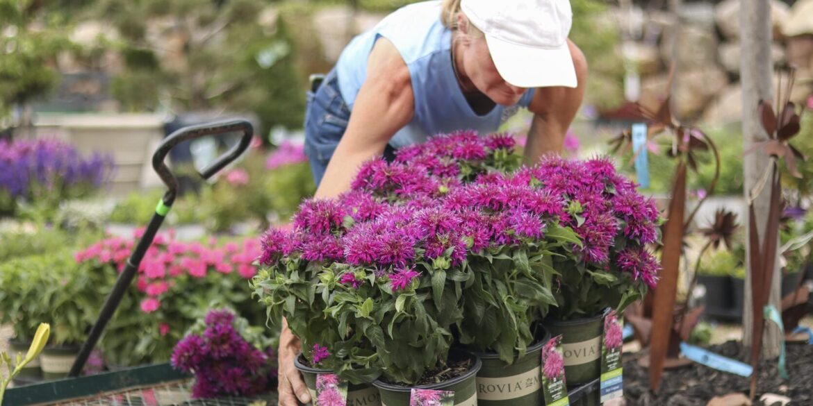 From summer planting to special events, July brings new reasons to visit garden center From summer planting to special events, July brings new reasons to visit garden center